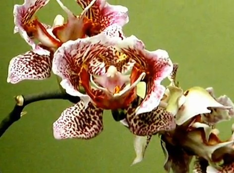 Orchid